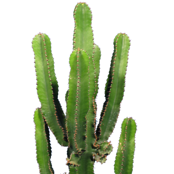 Euphorbia Eritrea Kakteen Gautschi