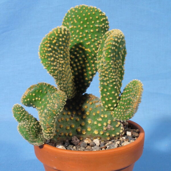 Opuntia Microdasis Cristata Kakteen Gautschi