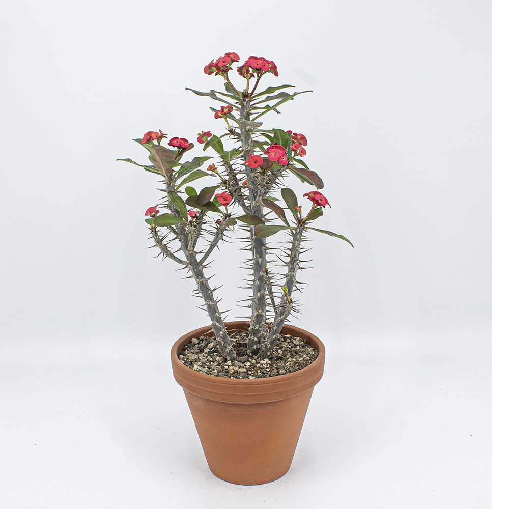 Euphorbia Milii Rot Kakteen Gautschi