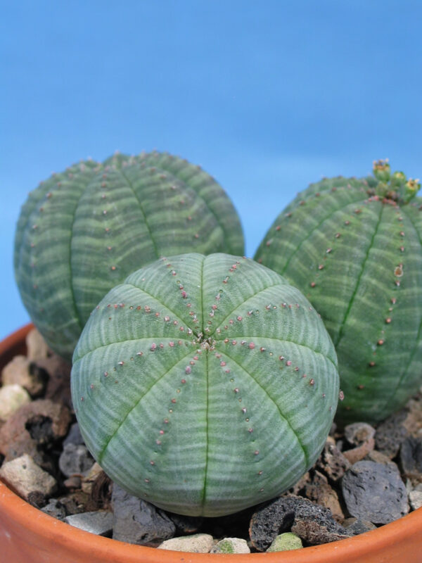 Euphorbia Obesa Gruppe Kakteen Gautschi