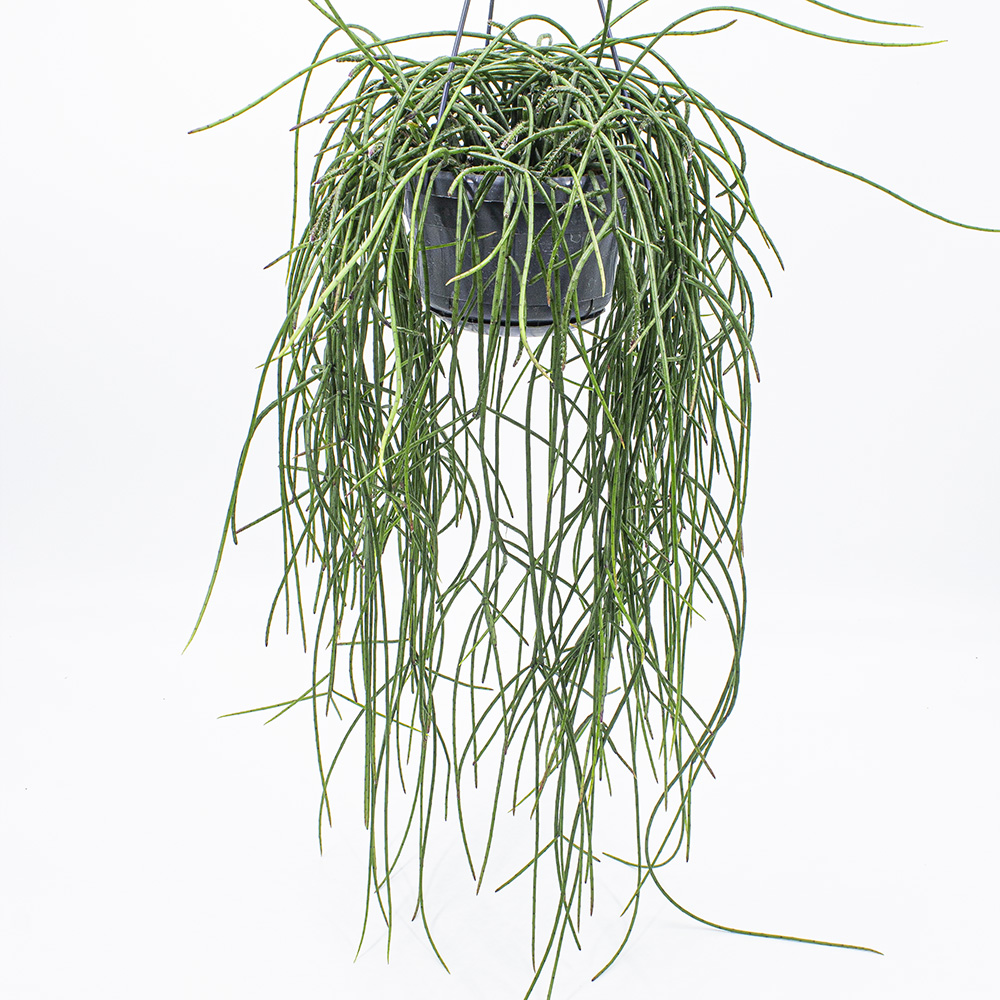 Rhipsalis Puniceo Discus Kakteen Gautschi