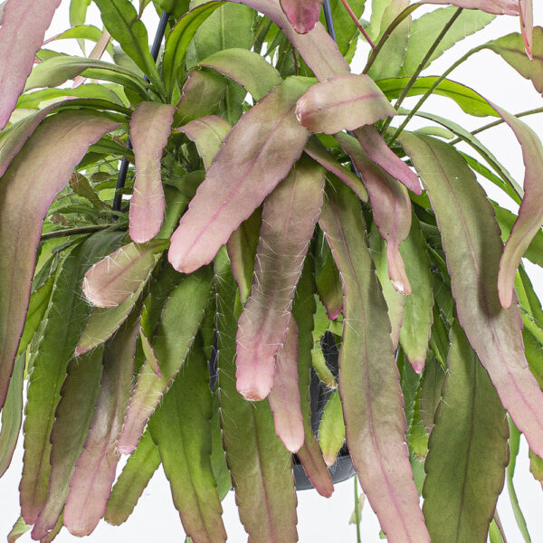 Rhipsalis Ramulosa Red Coral Kakteen Gautschi