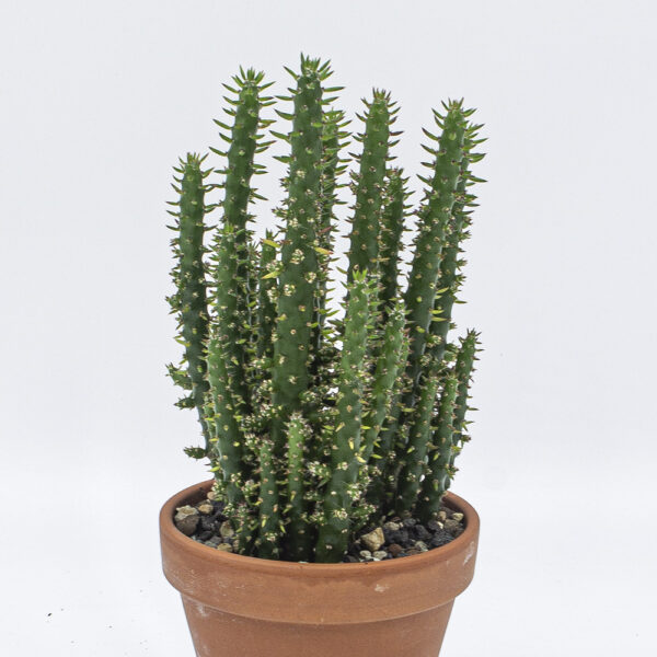 Austrocylindropuntia subulata