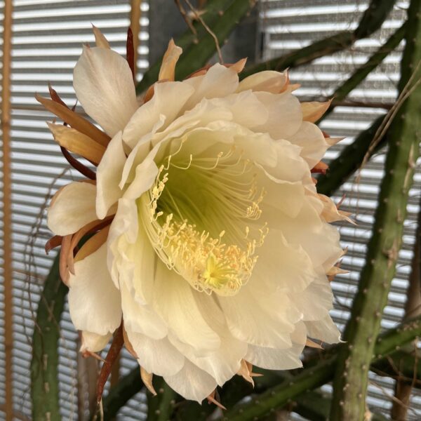 Selenicereus grandiflorus