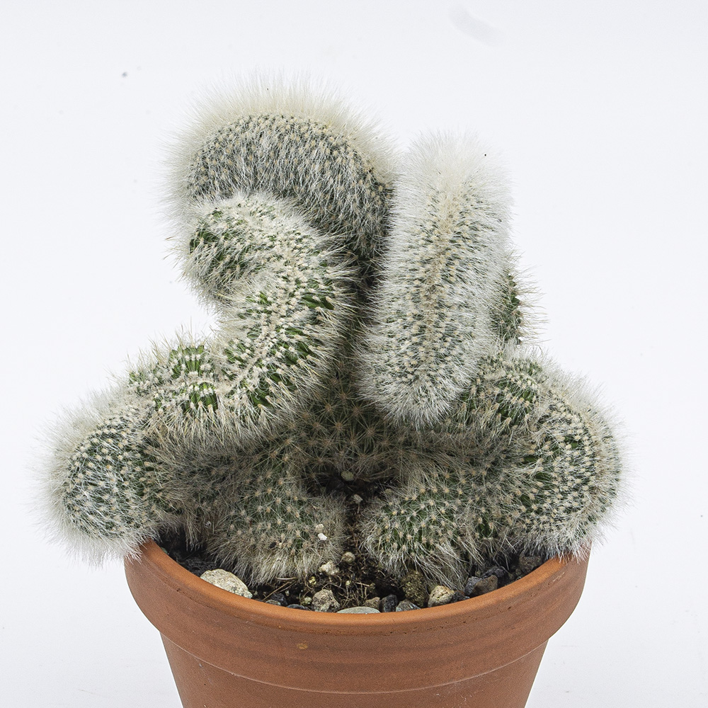 Cleistocactus straussii cristata