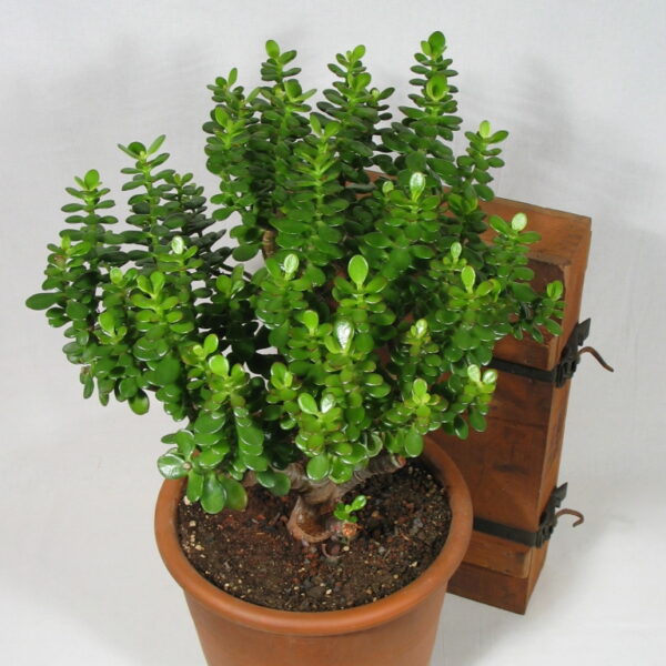 Crassula obliqua kleinblättrig gross
