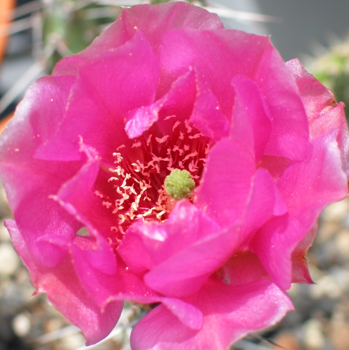 Opuntia polyacantha "Halblech" blühfähig – Bild 2