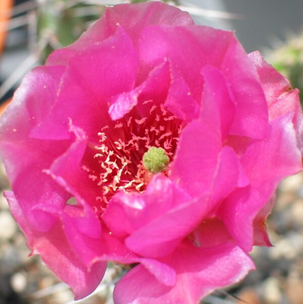 Opuntia polyacantha "Halblech" blühfähig – Bild 2