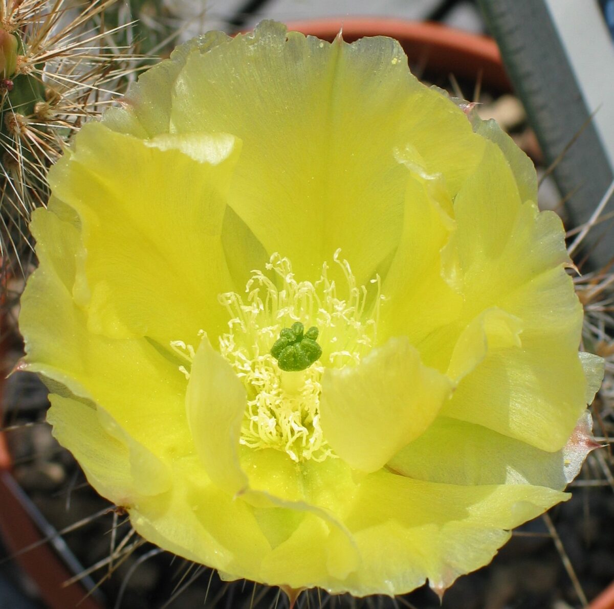 Opuntia polyacantha "Halle"