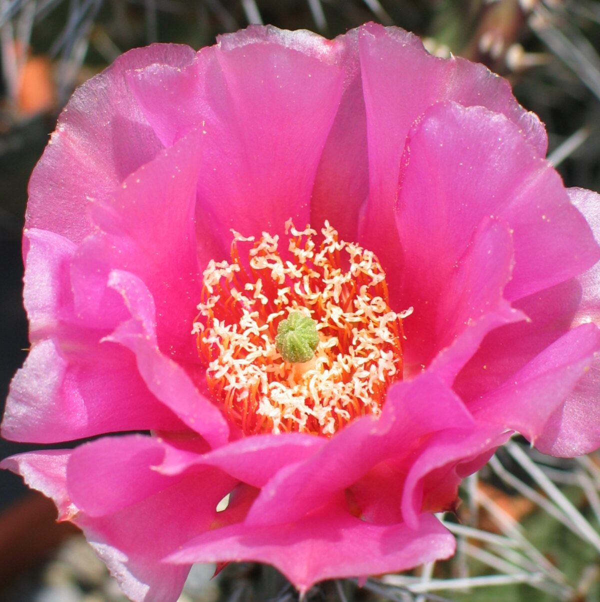 Opuntia hystr. "Hamburg" gross – Bild 2
