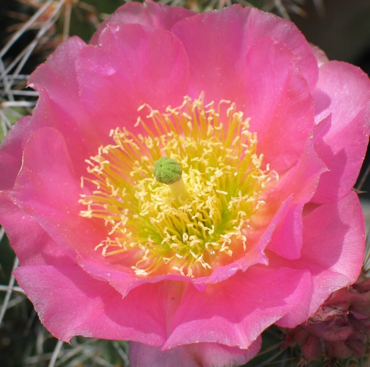 Opuntia hystr. "Hamburg" gross