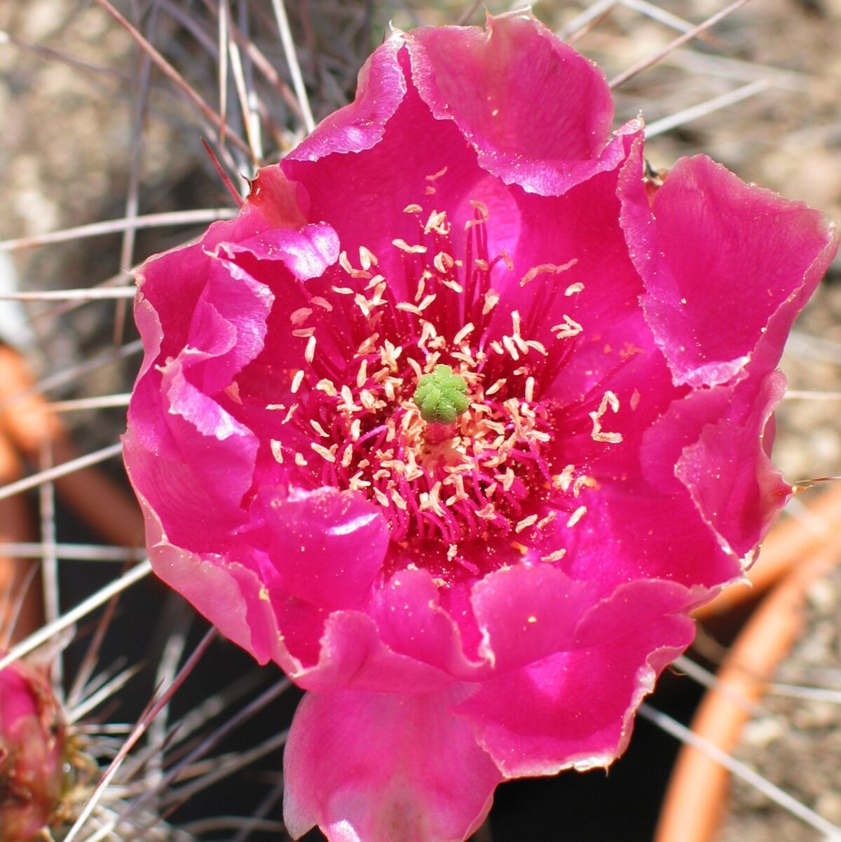 Opuntia "Hamm" – Bild 2