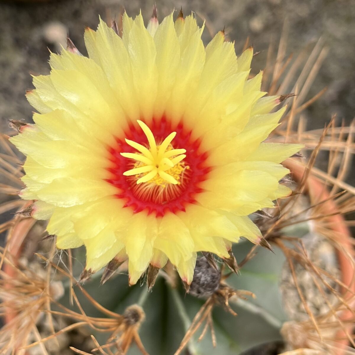 Astrophytum capricorne