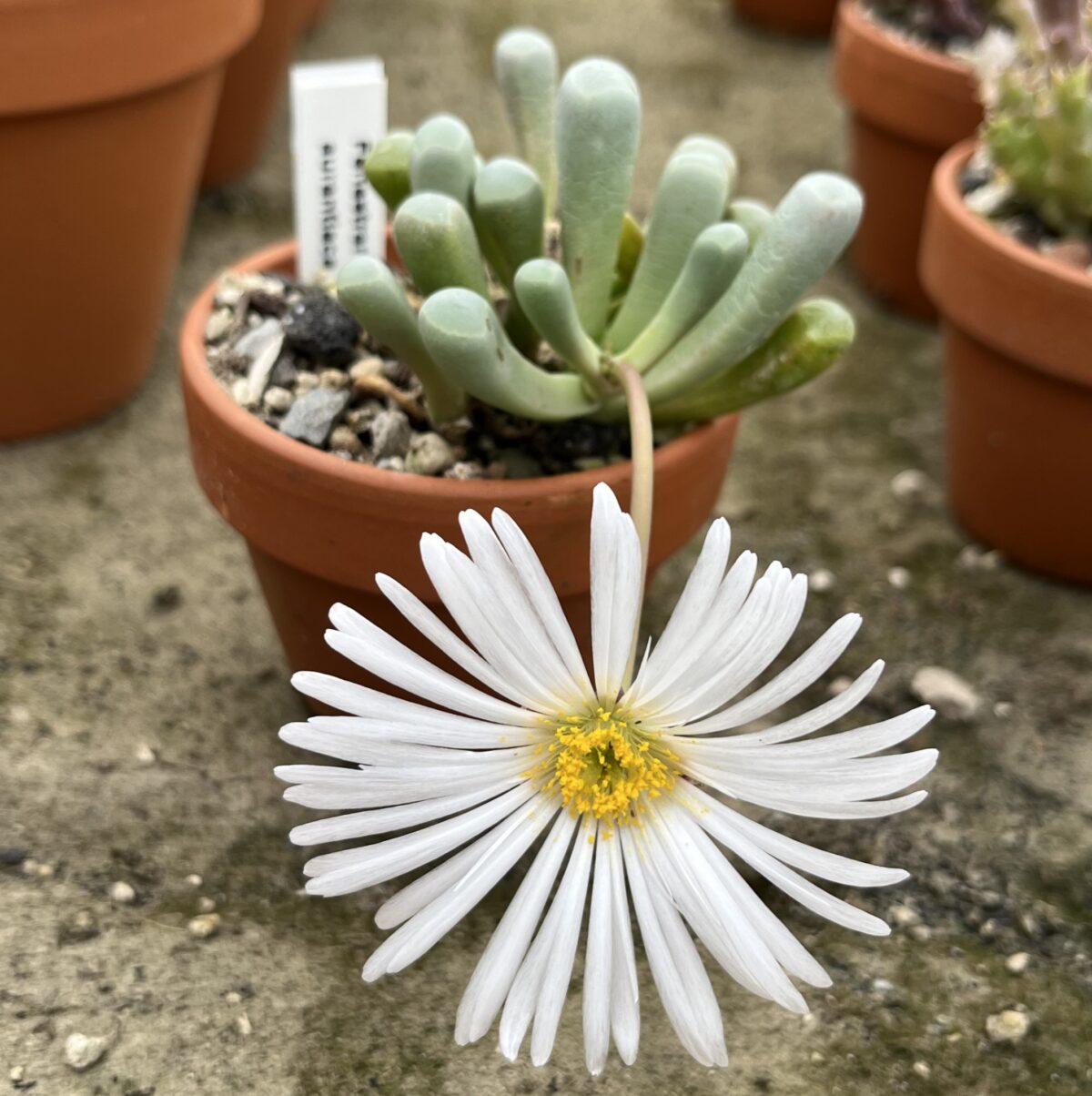 Fenestraria aurantiaca – Bild 5
