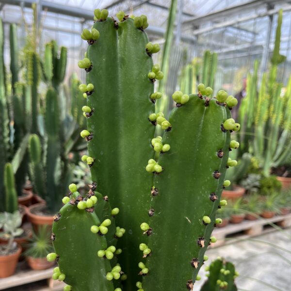 Euphorbia ingens Solitr