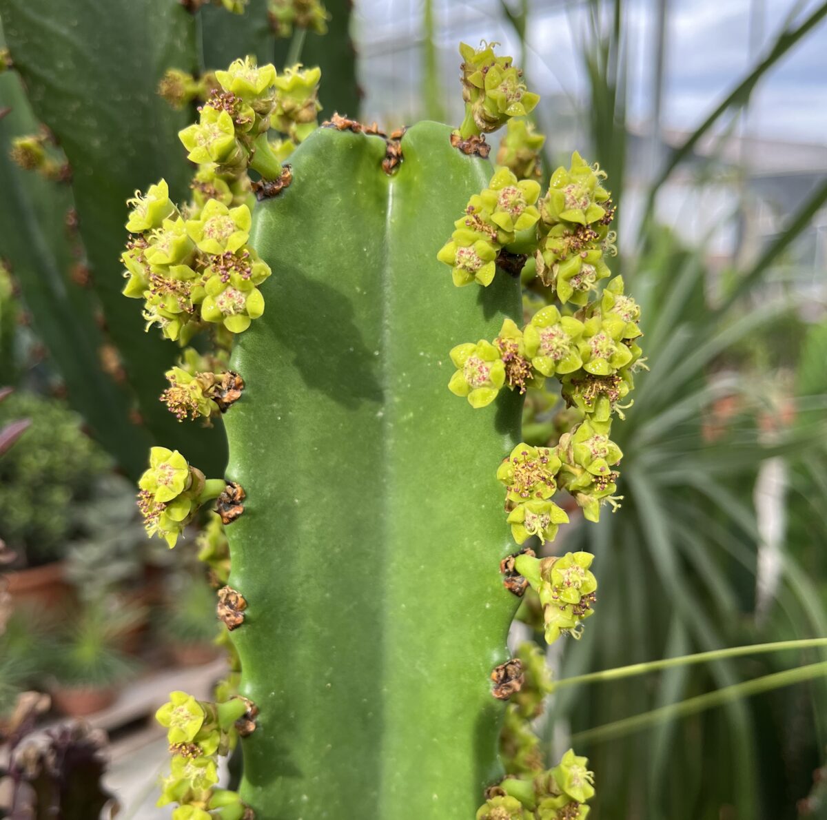 Euphorbia ingens Solitär – Bild 3