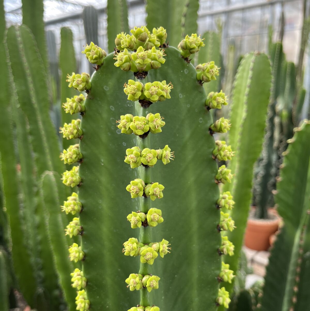 Euphorbia ingens Solitär – Bild 5