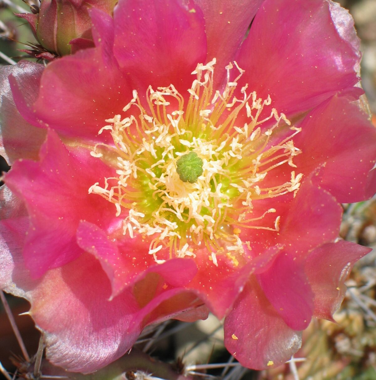 Opuntia "Kaiserstuhl"