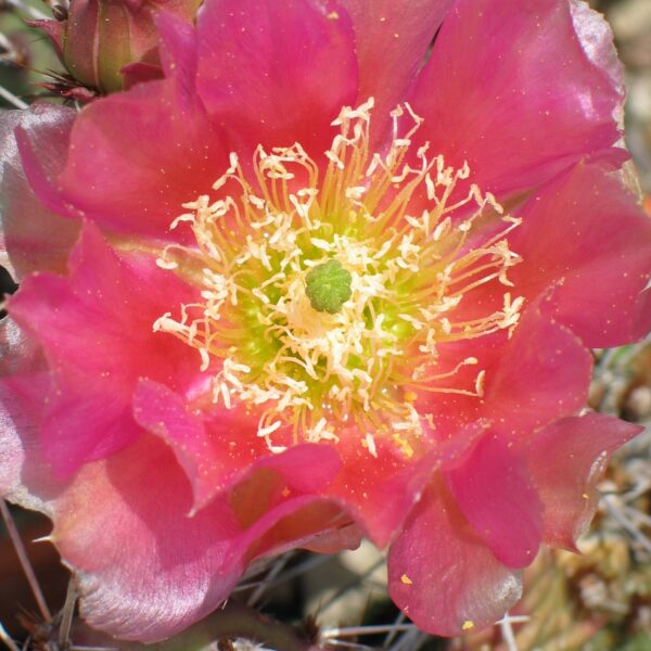 Opuntia "Kaiserstuhl"