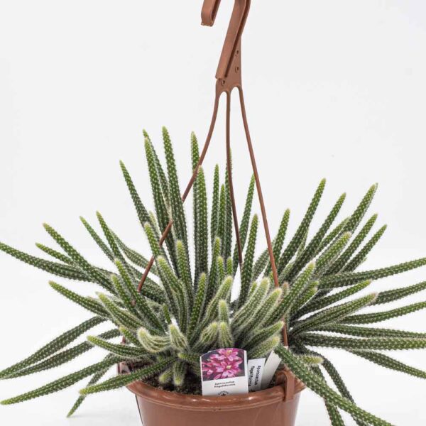 zimmerpflanze korbmarante Calathea picturata 'Argentea' ca. 40 cm – Korbmarante Silberblatt –  Haustierfreundliche Grünpflanze & Zimmerpflanze