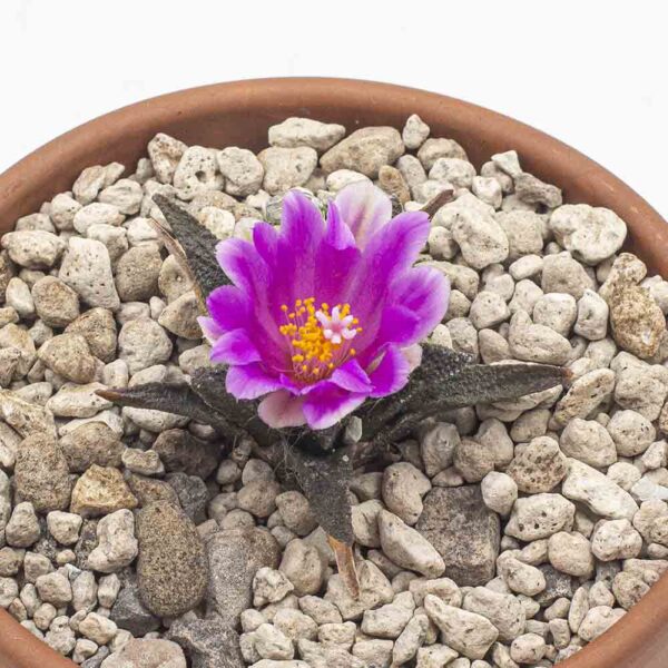 Ariocarpus bravoanus