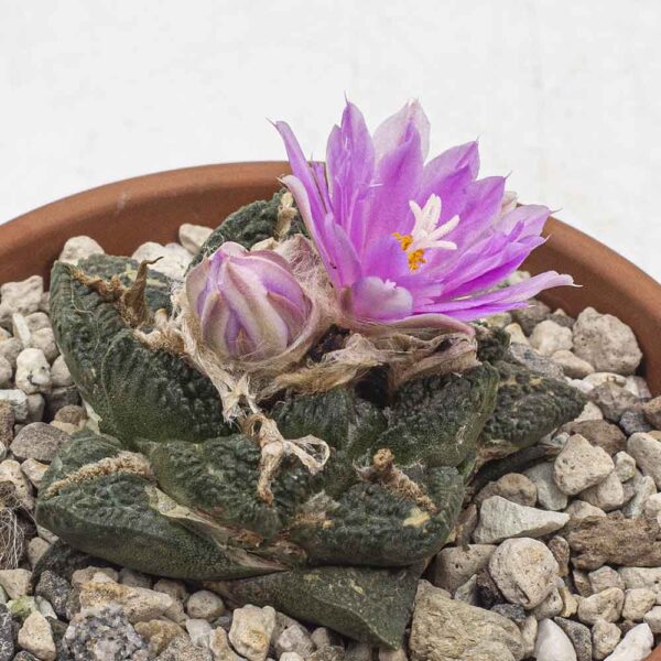 Ariocarpus fissuratus