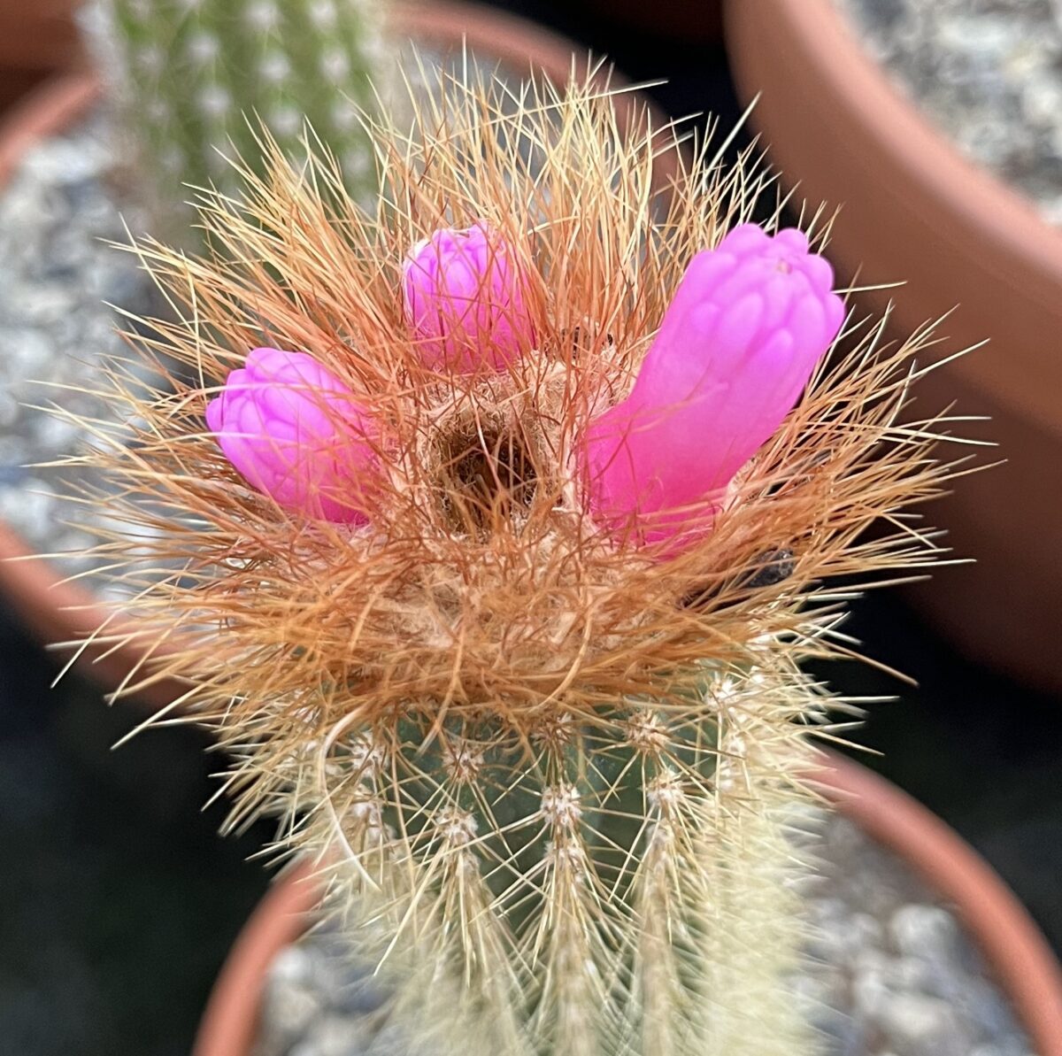 Arrojadoa rhodantha ssp. spinosior – Bild 2