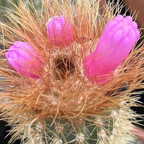 Arrojadoa rhodantha ssp. spinosior