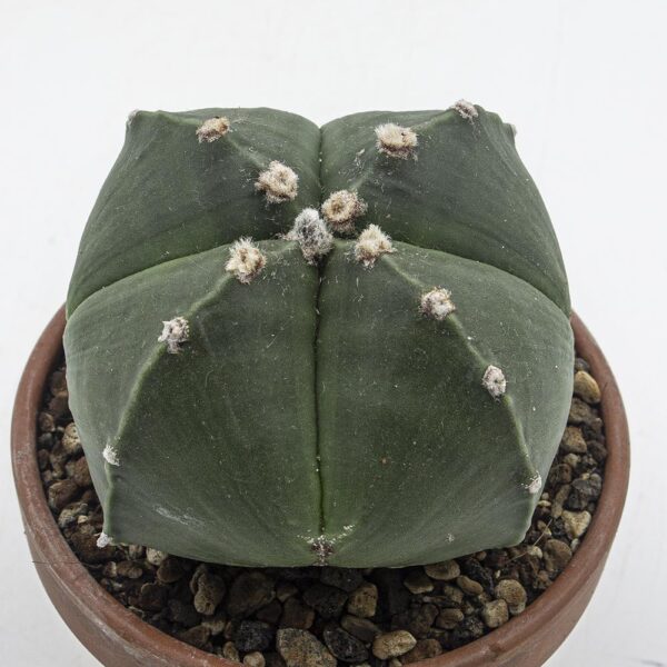 Astrophytum myriostigma nudum quadricostata