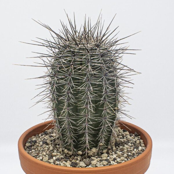 Carnegia gigantea