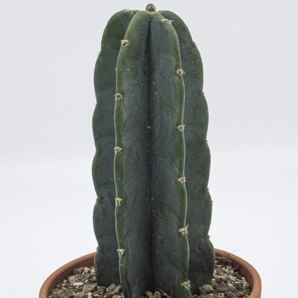 Cereus jamacuru Cuddly Cactus