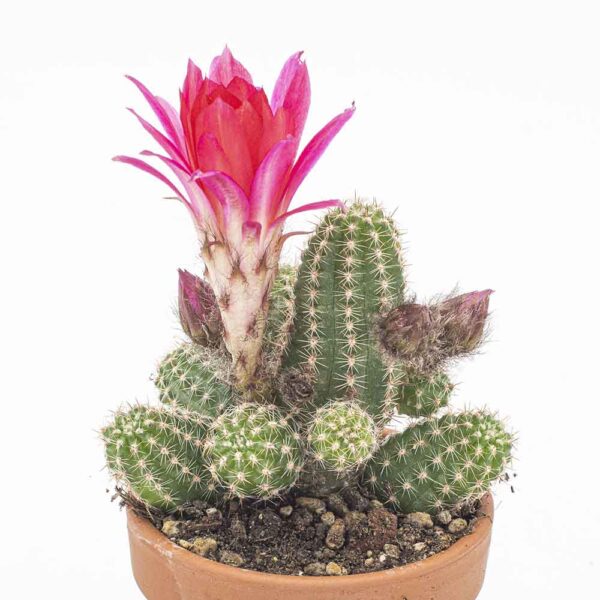 Chamaecereus Cerise