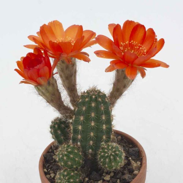 Chamaecereus Ubink red