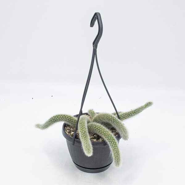 Cleistocactus colademononis Hänger klein