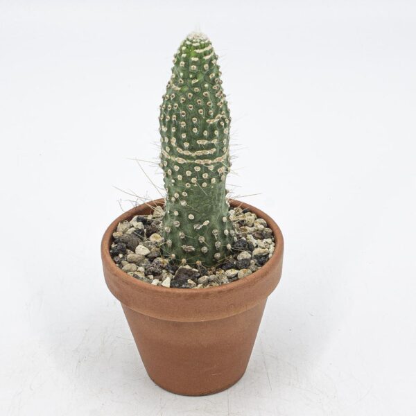 Cleistocactus jujuyensis pack