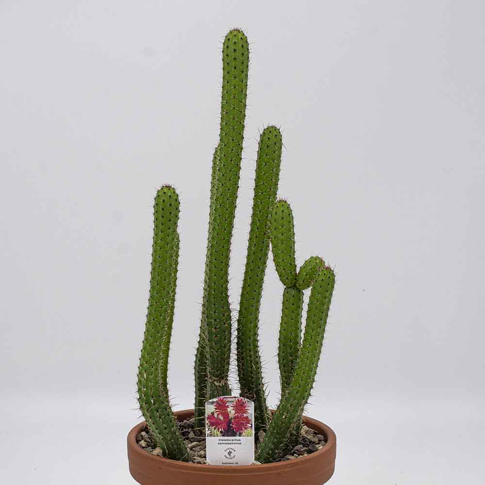 Cleistocactus samaipatanus - Kakteen Gautschi