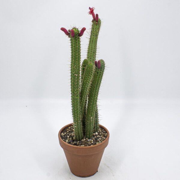 Cleistocactus samaipatanus
