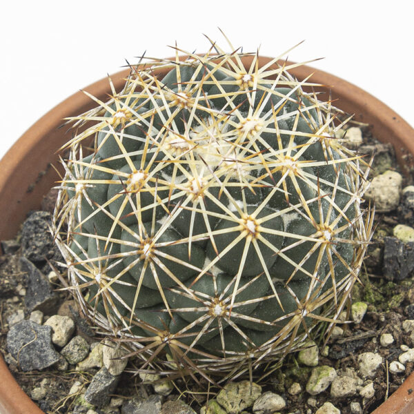Coryphantha compacta