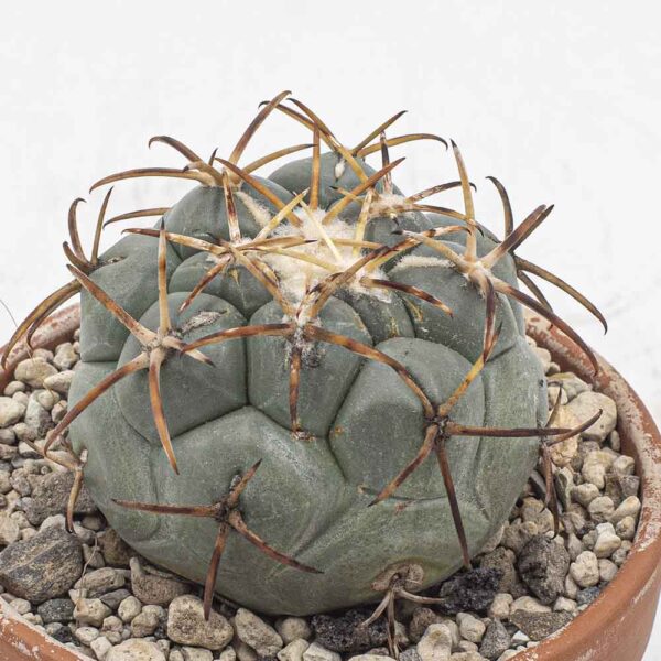 Coryphantha poselgeriana v. valida