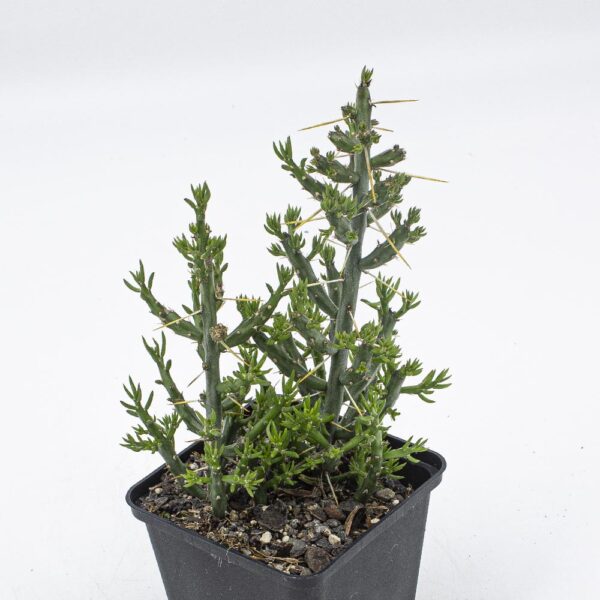 Cylindropuntia leptocaulis Valencia