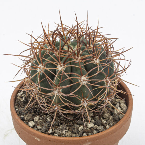 Denmoza rhodantha