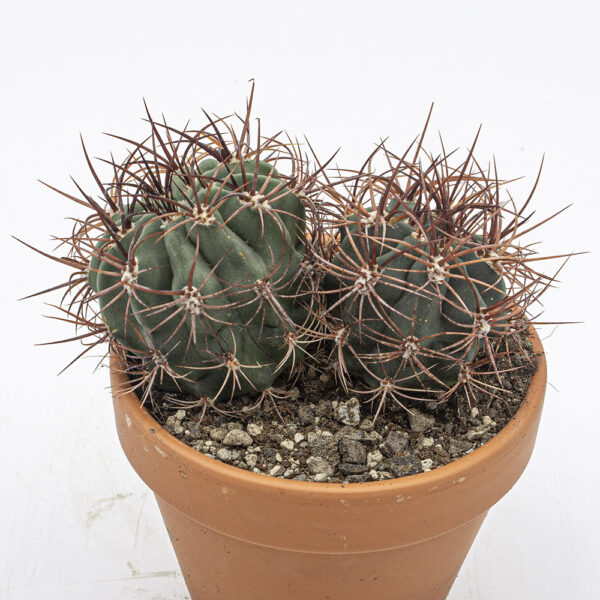 Denmoza rhodantha Gruppe
