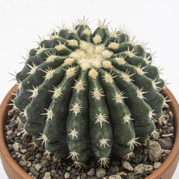 Echinocactus grusonii inermis