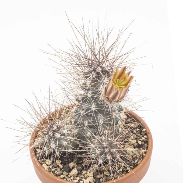 Echinocereus mapimiensis