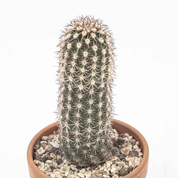 Echinocereus bonkereae HN1