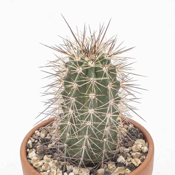 Echinocereus canyonensis f. toroweapensis