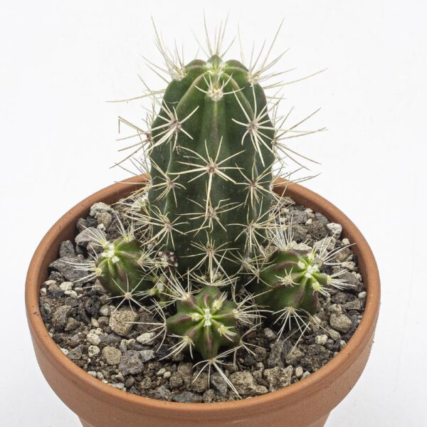 Echinocereus maritimus