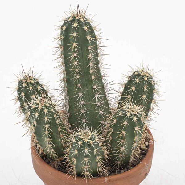 Echinocereus rischeri