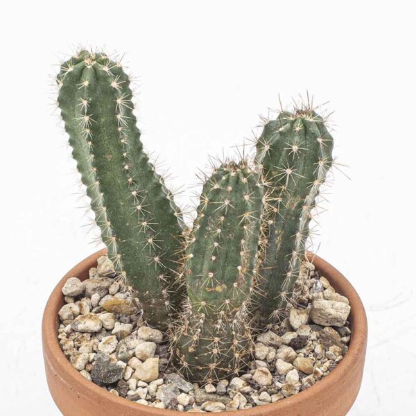 Echinocereus salm-dyckianus-Hybride