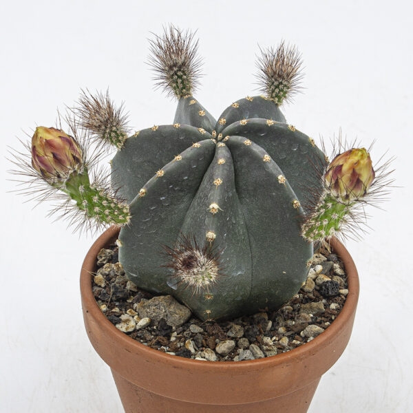 Echinocereus subinermis - Kakteen Gautschi